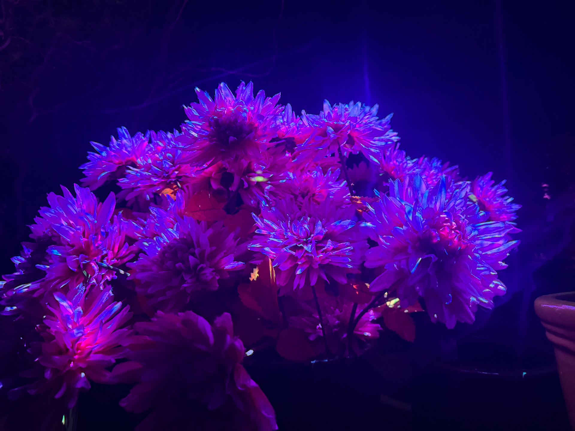 Flowerstallation — bloom study 1